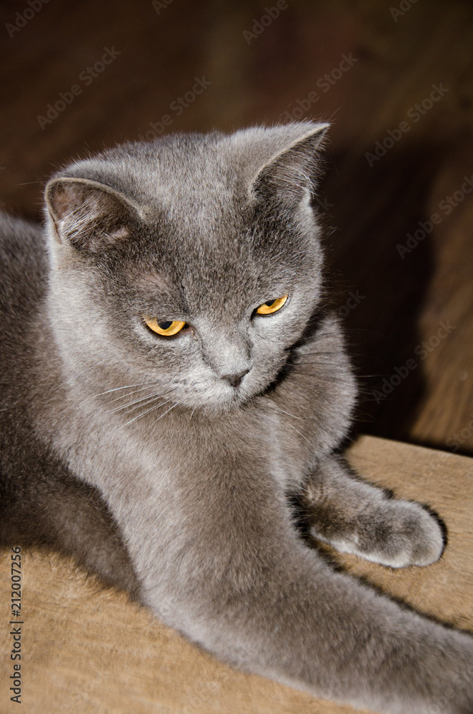 Grey cats with grey sales eyes