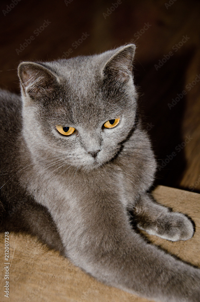 grey cat with yellow eyes