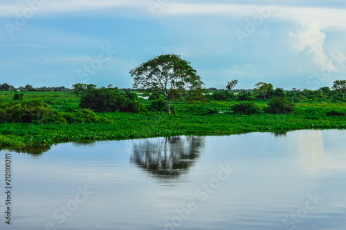   rvore no Pantanal