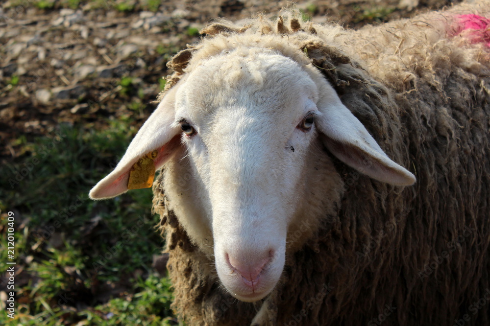 Closeup of white sheep head with large hanging ears and dirty wool with red color patch on back