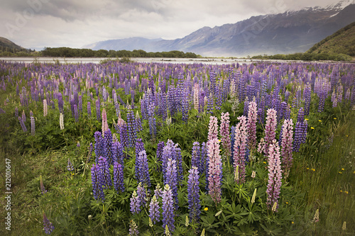 Fields of lupines in New Zealand