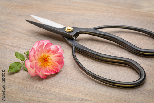 Japanese slim ohkubo flower arranging shears photo