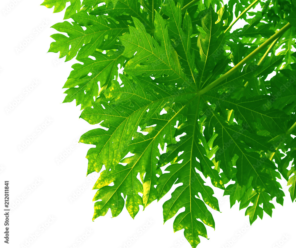Pattern of Green papaya leaf style and shape isolated on white background. Pattern of Green papaya leaf style and shape isolated on white background.