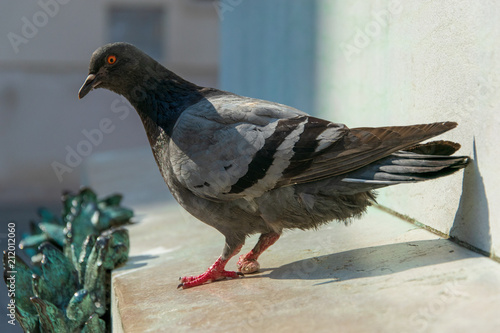 pigeon  portrait  in venice italy