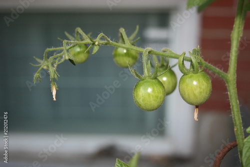 cherry tomato1