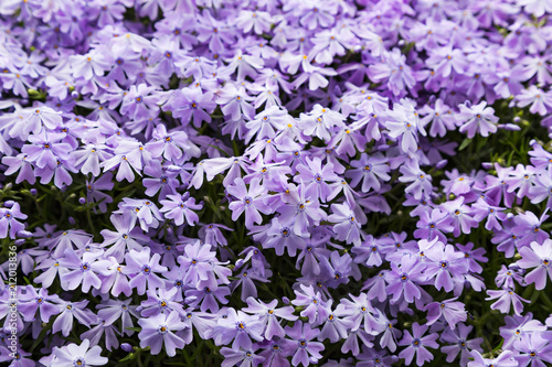 Emerald blue moss phlox flower are blooming