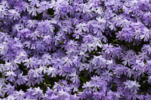 Emerald blue moss phlox flower are blooming