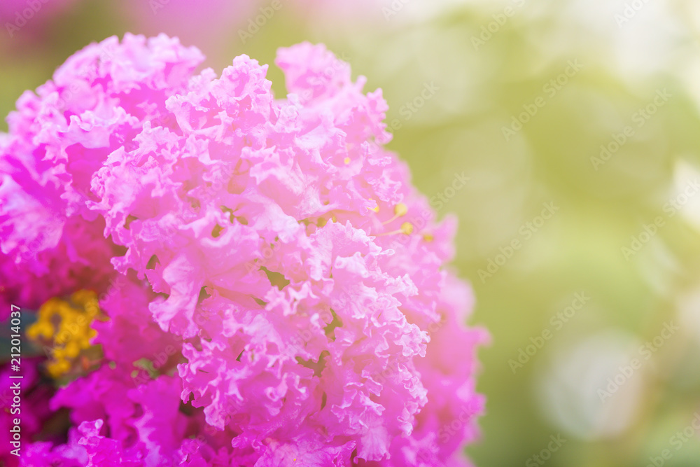 Obraz premium Pink crape myrtle flower ( lagerstroemia ) with yellow pollen