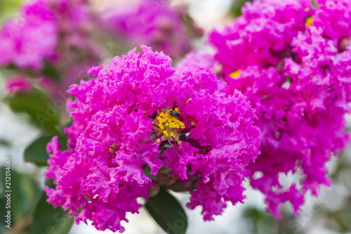 Pink crape myrtle flower ( lagerstroemia ) with yellow pollen