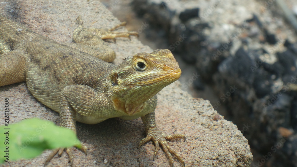 lizard lizard