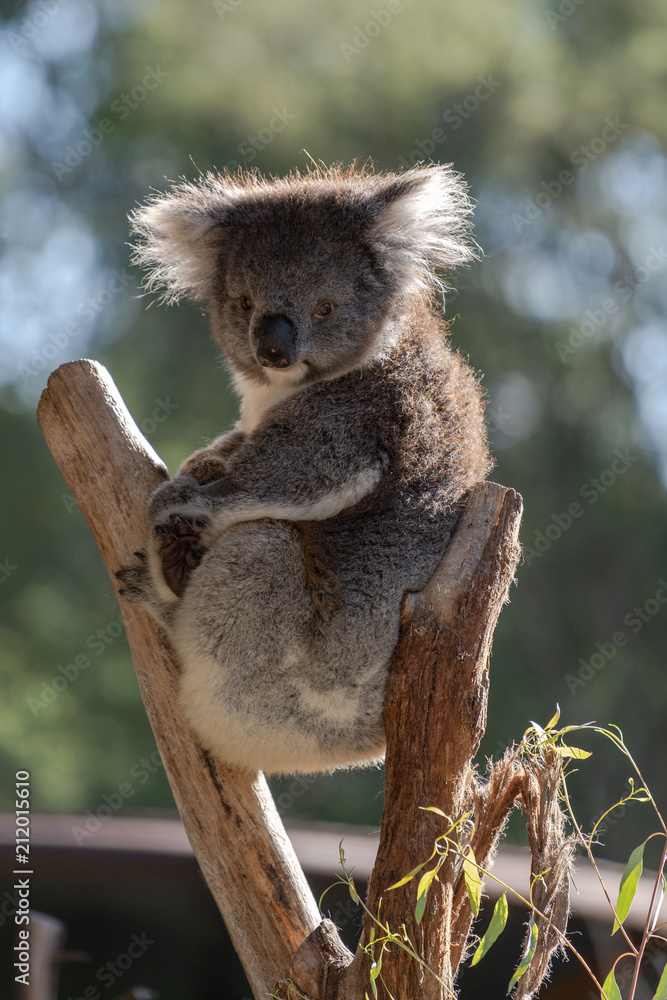 Naklejka premium Koala sitting in tree looking straight ahead