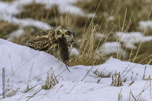 Mine, Short-eared Owl and Vole photo