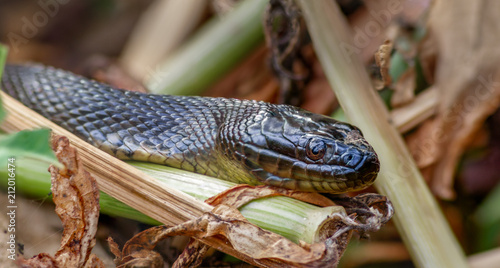 Water snake in Louisiana wetlands