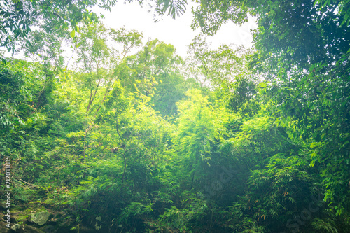 vintage filter on green tree forest