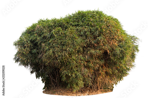 Tree isolated on a white background.