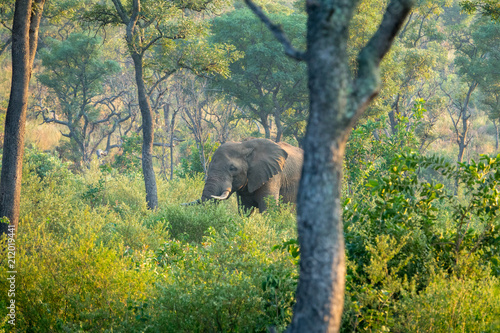 Elefanten (Elephantidae), Südafrika, Afrika photo