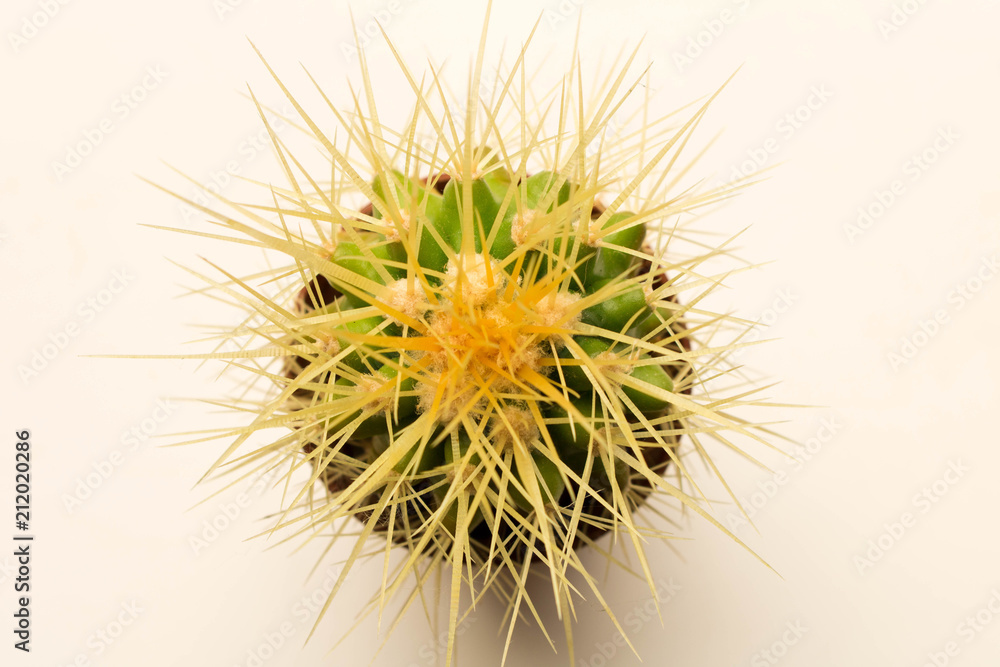 Great prickly cactus. Isolated on white background. Close up. Top view