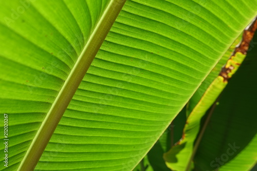 Close-up Background of a bright green banana leaf back lit by glowing sunshine in tropical garden light, green color nature concept