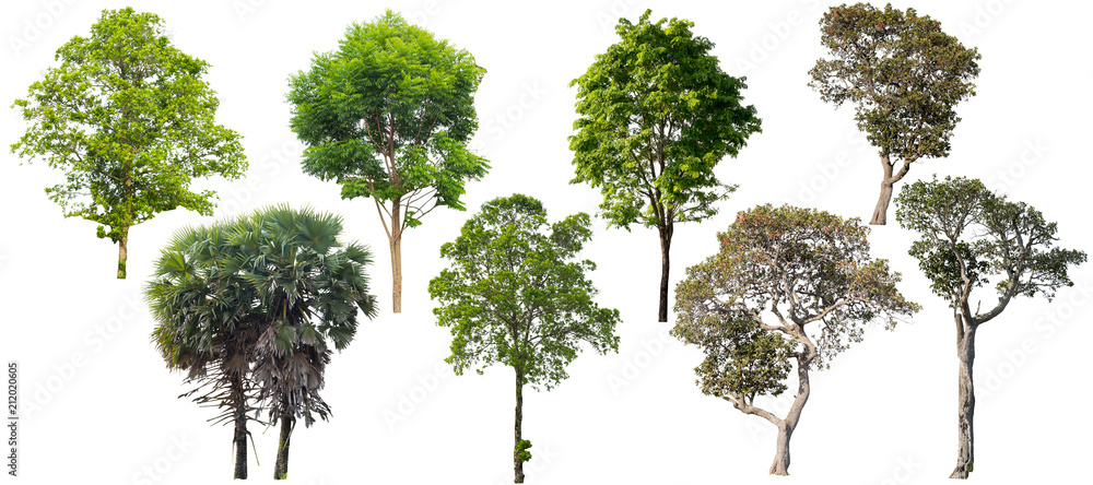 Tree isolated on a white background.