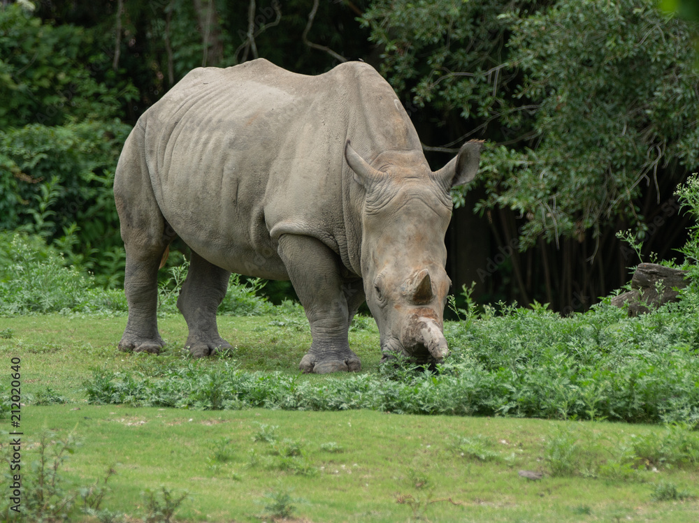 adult female rhinoceros is watching you approach adult female rhinoceros is watching you approach