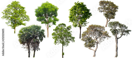 Tree isolated on a white background.