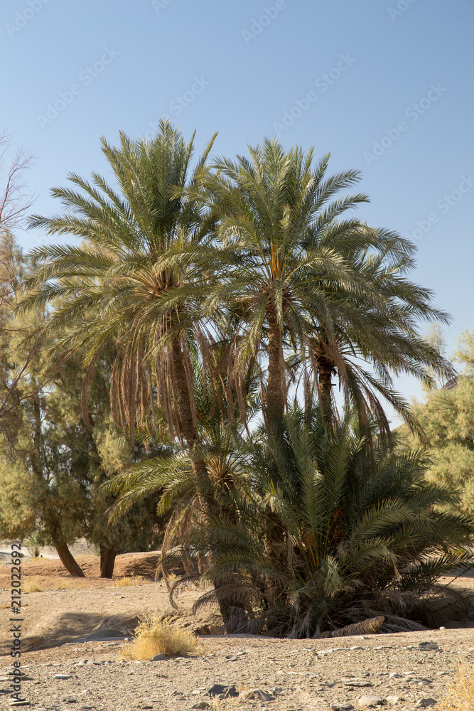 Obraz premium Palm Tree in Nahouk, Saravan, Sistan and Baluchistan, Iran