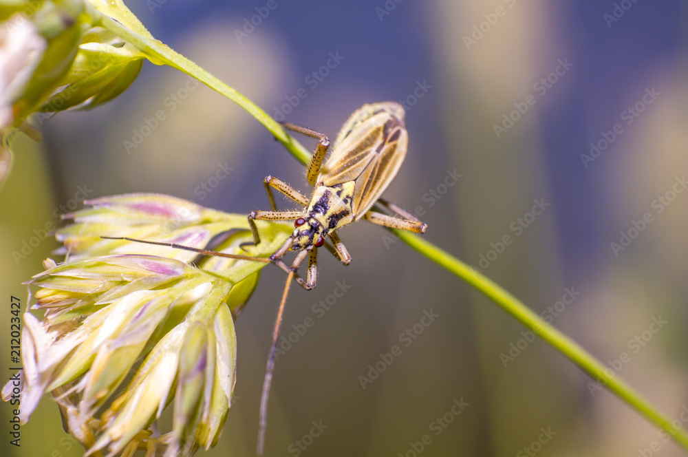 Fototapeta premium little striped beetle on a blade of grass in the season meadow