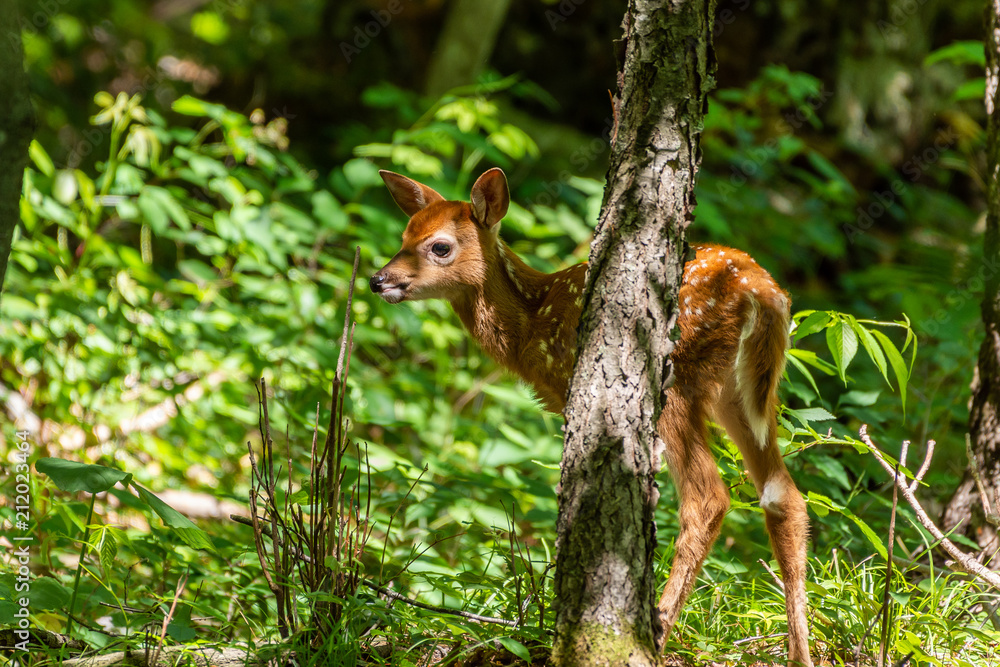Cute whitetail fawn in woods