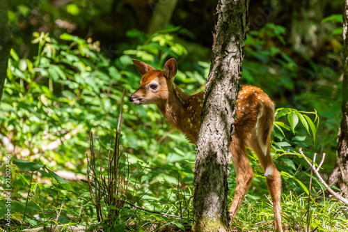 Cute whitetail fawn in woods