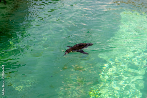The little gumboldt penguin floats alone in the pool in blue water on a sunny bright day. 