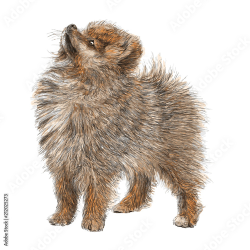 Wallpaper Mural Pomeranian hand drawn Torontodigital.ca