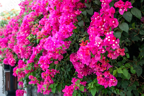 beautiful tropical flowers, the Bush strizhennom ratut. many bright juicy colors in hot climates. tropical 
