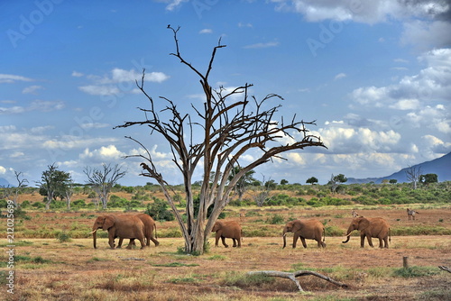Landscapes of the Kenyan savannah