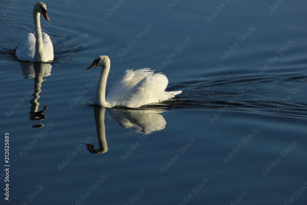 A swan couple A swan couple