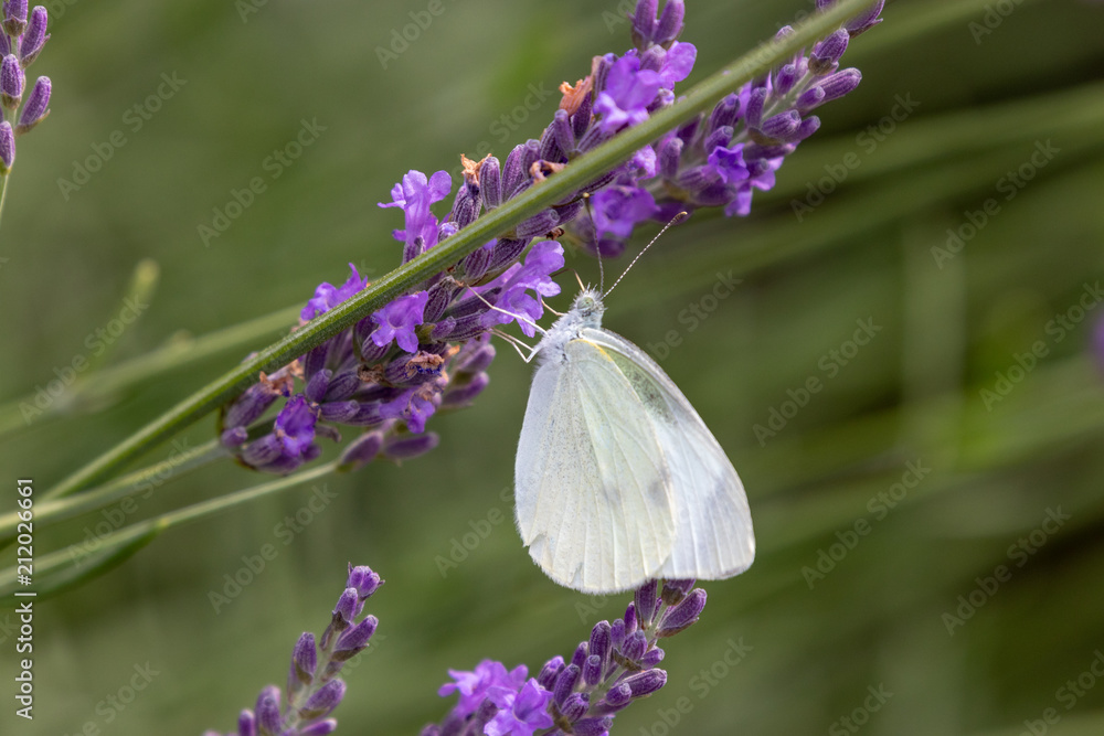 lavender with small white / Sakura lavender land in Sakura city, Chiba prefecture, Japan lavender with small white / Sakura lavender land in Sakura city, Chiba prefecture, Japan