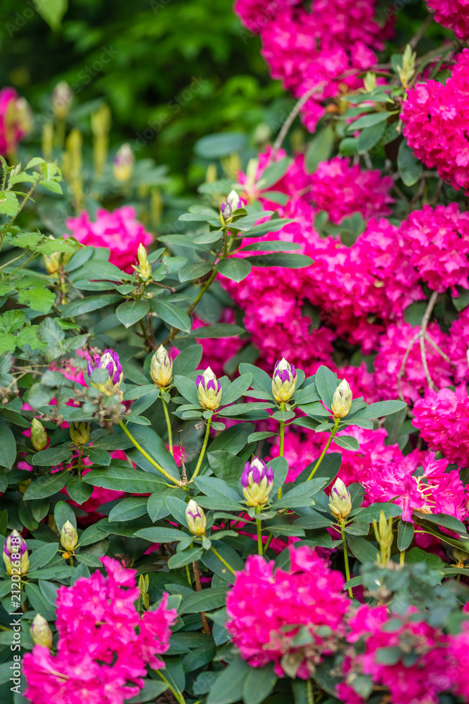 Beautiful blooming pink rhododendron flowers