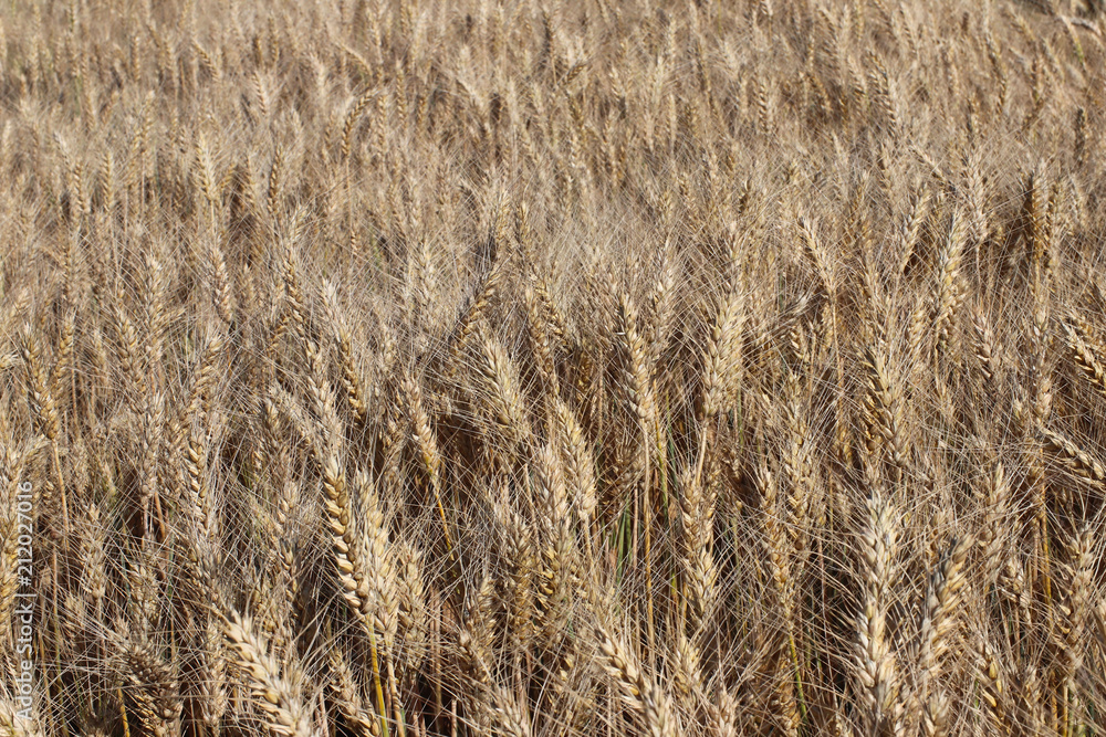 A field of rye and barley. Maturation of the future harvest. Agrarian sector of the agricultural industry. Plant farm. Growing of cereal crops. Source of food and well-being. A field of rye and barley. Maturation of the future harvest. Agrarian sector of the agricultural industry. Plant farm. Growing of cereal crops. Source of food and well-being.