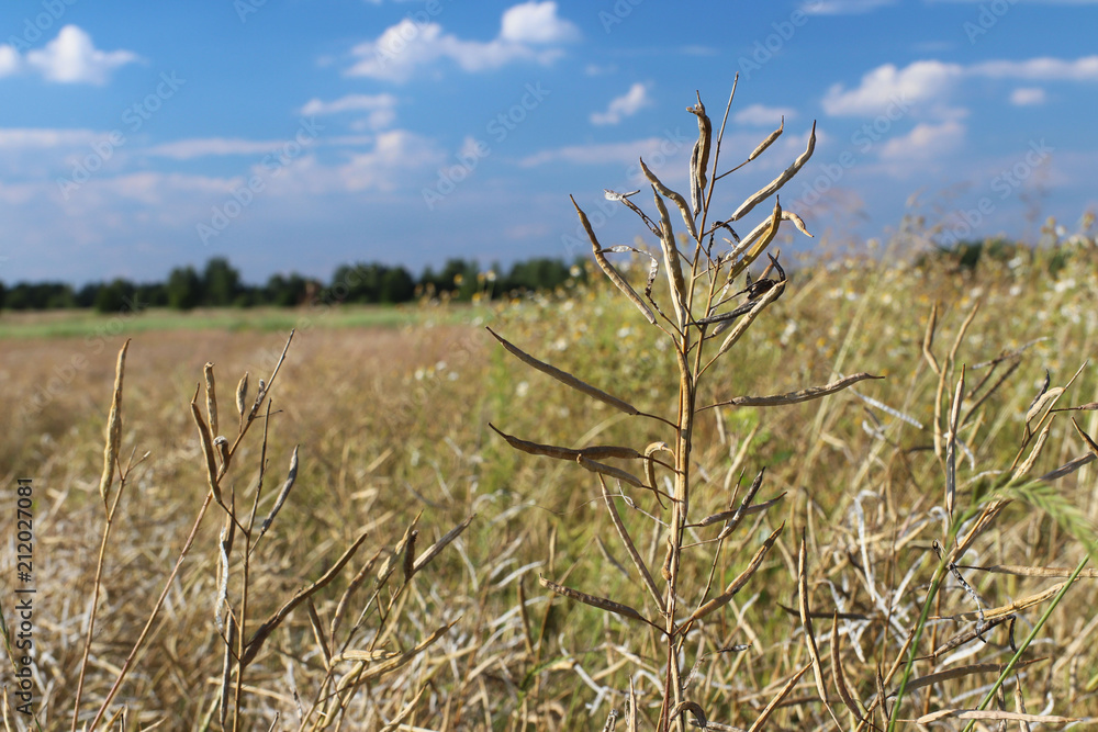 Fototapeta premium Ripe pod of rape on the field in the rays of sunlight. Agriculture. Farm lands. The harvest of oily crops. Alternative fuel. Macro photo with blurred background. Growing of food