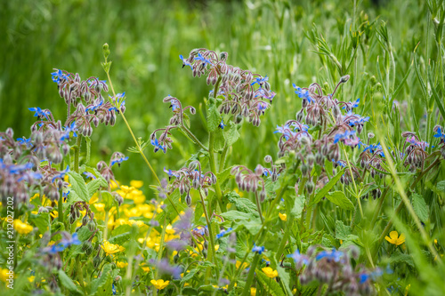 Foto Blue nightshade family flower on a meadow