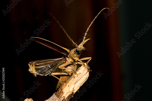 Male brown Deep mountain oak wood borer longhorn beetle (Coleoptera: Cerambycidae: Cerambycinae: Massicus scapulatus) hardened forewings raised, hindwings unfolding, ready to fly with dark background photo