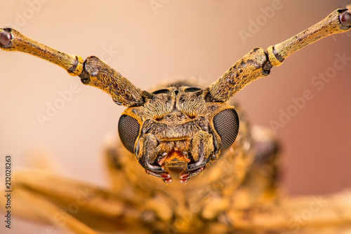 Extreme zoom close up of male brown Deep mountain oak wood borer longhorn beetle (Coleoptera: Cerambycidae: Cerambycinae: Cerambycini: Massicus scapulatus) isolated with soft colourful background photo