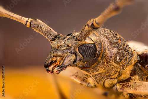 Extreme zoom close up of male brown Deep mountain oak wood borer longhorn beetle (Coleoptera: Cerambycidae: Cerambycinae: Cerambycini: Massicus scapulatus) isolated with soft colourful background