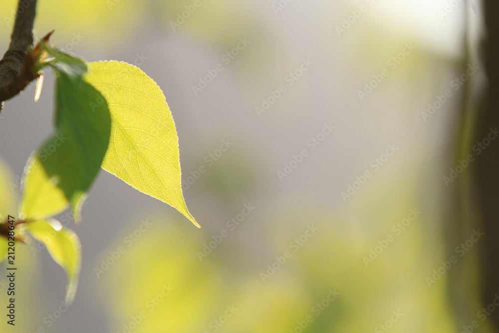 Obraz premium green leaf