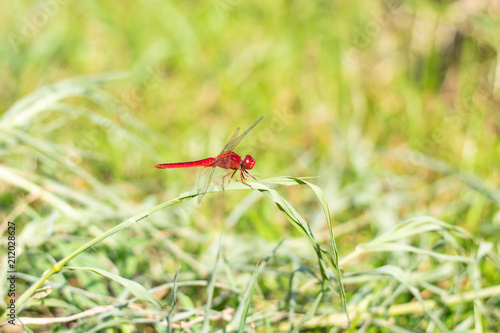 Red dragonfly on the grass © Nueng