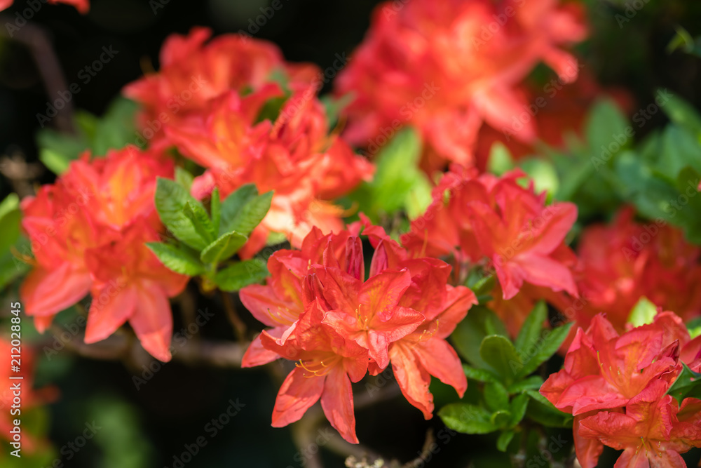 Beautiful blooming red rhododendron flowers