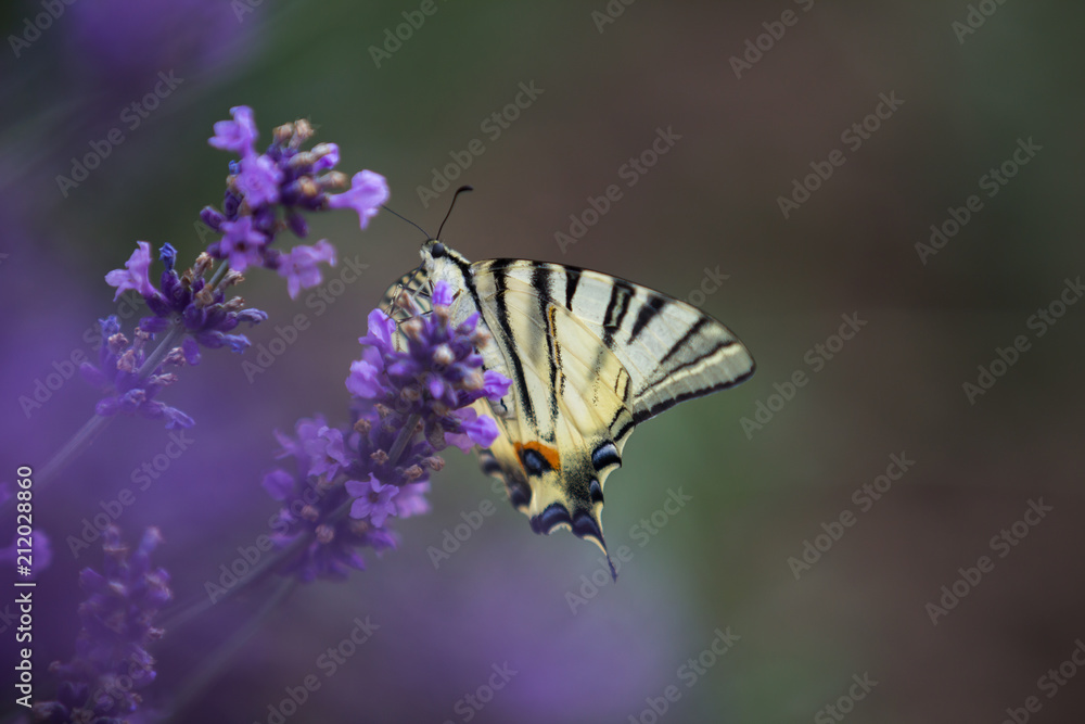 Yellow and black butterfly eating nectar on the lavender Yellow and black butterfly eating nectar on the lavender