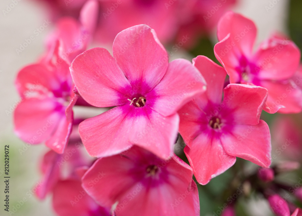 Phlox in full bloom. Pink petals caught from close-up. Phlox in full bloom. Pink petals caught from close-up.