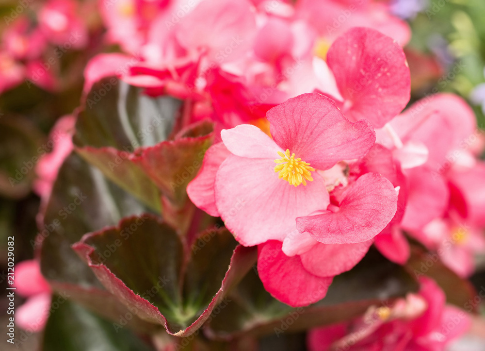 Obraz premium Pink blossoms of begonia semperflorens from close-up. Nice leaves with red edges. 
