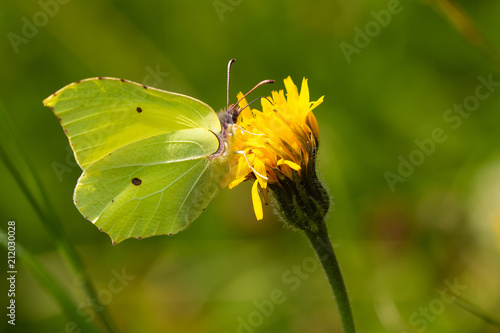 Common brimstone butterfly on a yellow flower © Thorsten Spoerlein