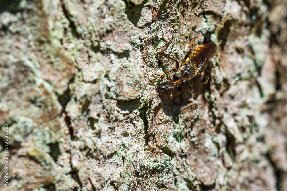 Fly looking like a bee eating a beetle on a tree Fly looking like a bee eating a beetle on a tree
